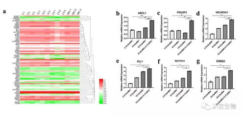 if 7.328 神經(jīng)生成pcr陣列 大鼠 在生物材料研究中的應(yīng)用實(shí)例
